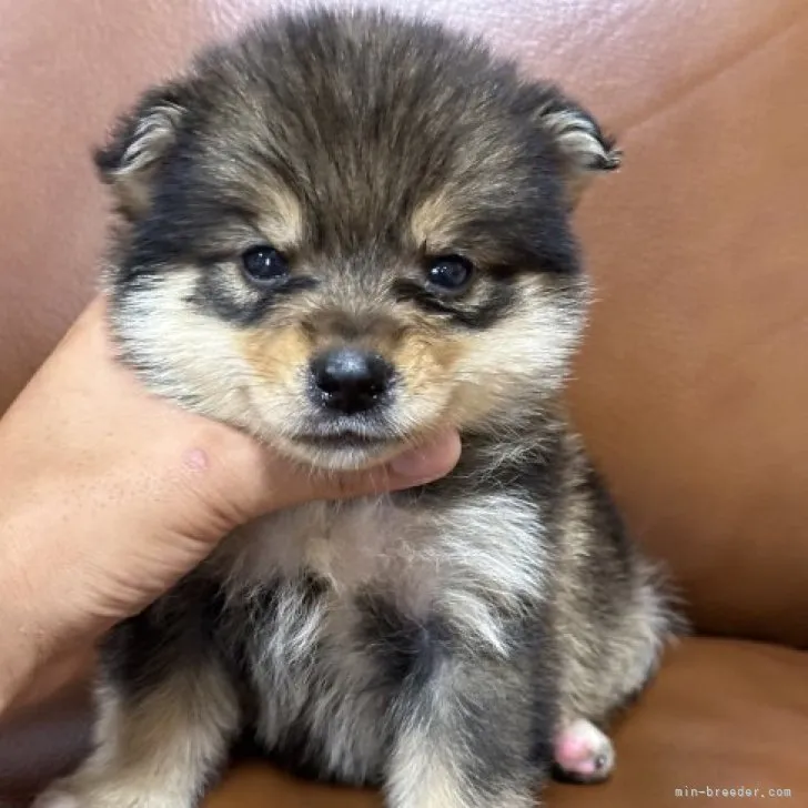 ID:2307-06805の子犬