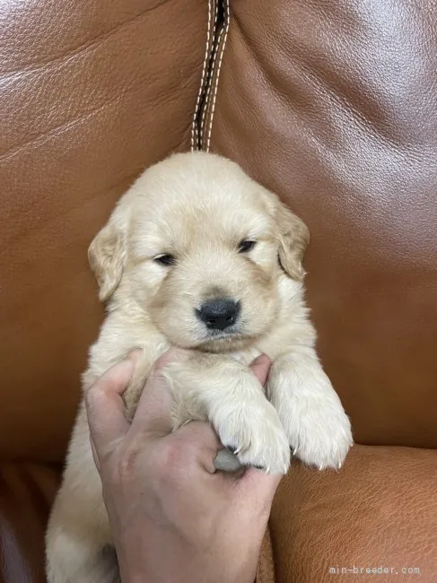 ID：2204-03176の子犬