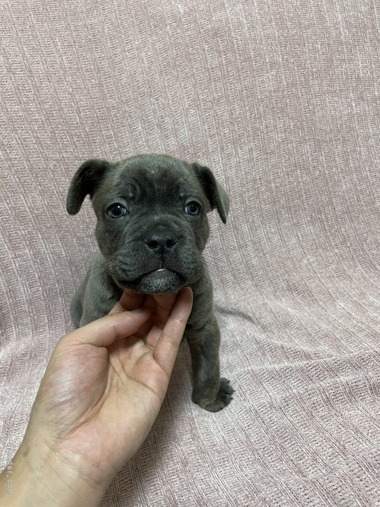 ミックス フレンチ ピットブル 埼玉県 男の子 21年12月26日 ブルー 小さいピットブル みんなのブリーダー 子犬id 22 ミックス フレンチ ピットブル 埼玉県 男の子 21年12月26日 ブルー 小さいピットブル みんなのブリーダー 子犬id 22