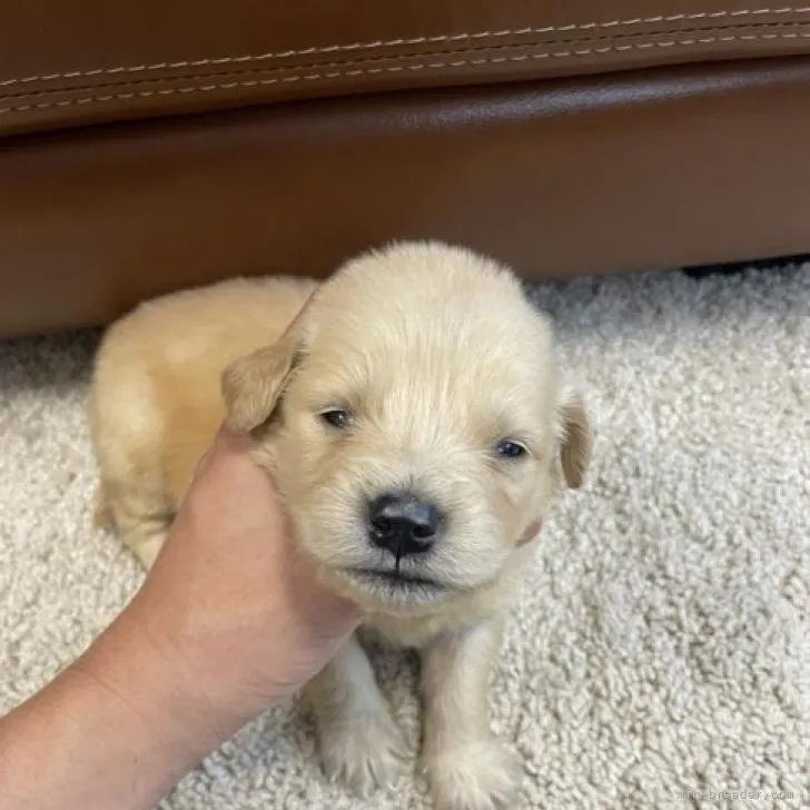 ID:2208-00853の子犬