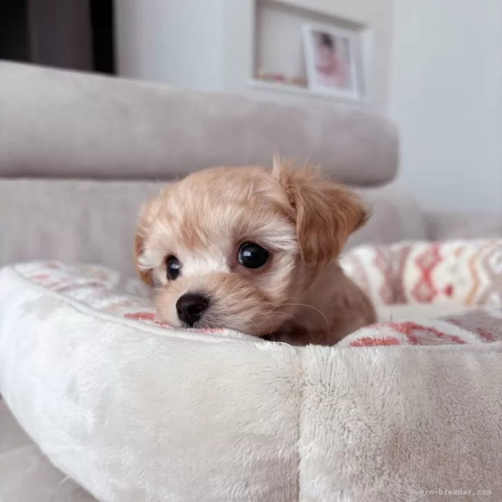 ID：2504-01424の子犬