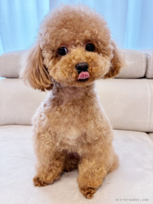 トイプードル【・女の子・2022年9月24日・レッド】