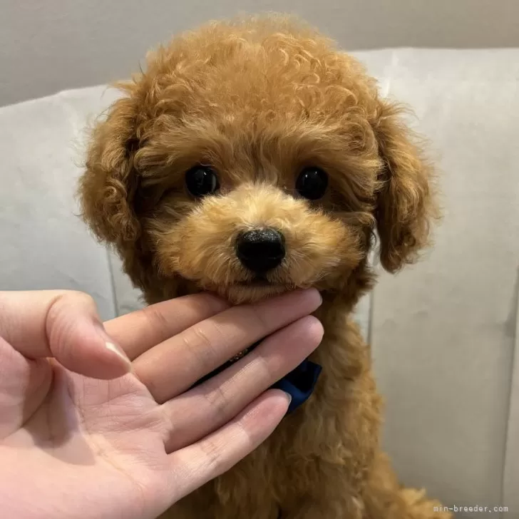 ID:2410-01210の子犬