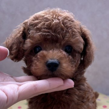 トイプードル(タイニー)【愛知県・男の子・2024年8月12日・レッド】の写真「おめ目がクリっとしたとっても可愛い子♡」