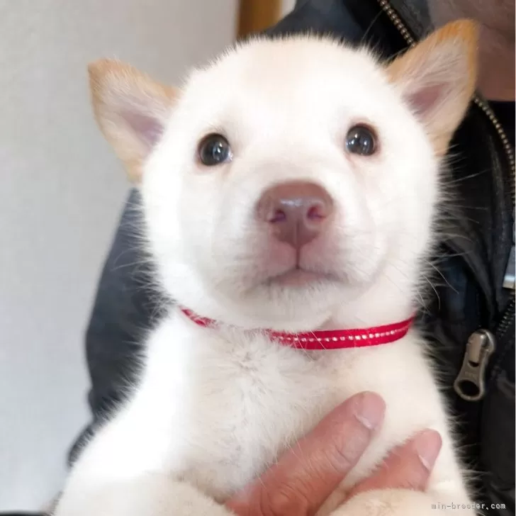 北海道犬【岡山県・女の子・2025年2月15日・白】の写真1「体重3kg弱ごはんをいっぱい食べてスクスク成長中」