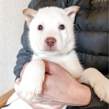北海道犬【岡山県・男の子・2025年2月15日・白】の写真「牡の兄弟の中で1番大きい子です。」