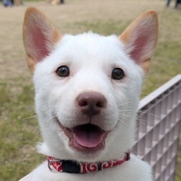 北海道犬【岡山県・女の子・2025年2月15日・白】の写真「甘えん坊のかわいい女の子です」