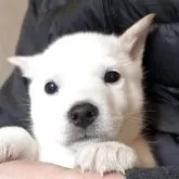北海道犬