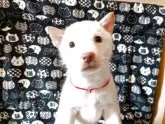 北海道犬【岡山県・女の子・2025年2月15日・白】の写真7