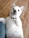 北海道犬【岡山県・男の子・2025年2月15日・白】の写真9「お腹を見せて甘えてます」