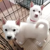 北海道犬【岡山県・女の子・2025年2月15日・白】の写真9