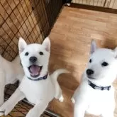 北海道犬【岡山県・男の子・2025年2月15日・白】の写真6