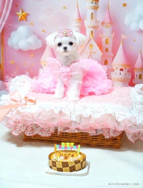山田雄成ブリーダーのブログ：一才のお誕生日