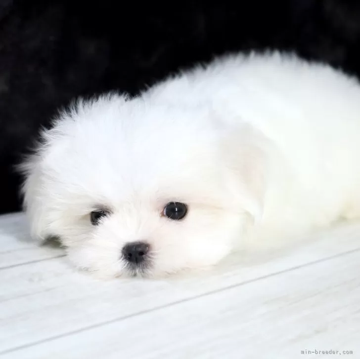 ID:2506-07239の子犬