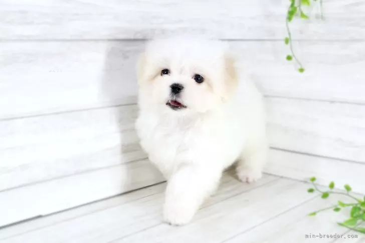 ID:2506-08450の子犬