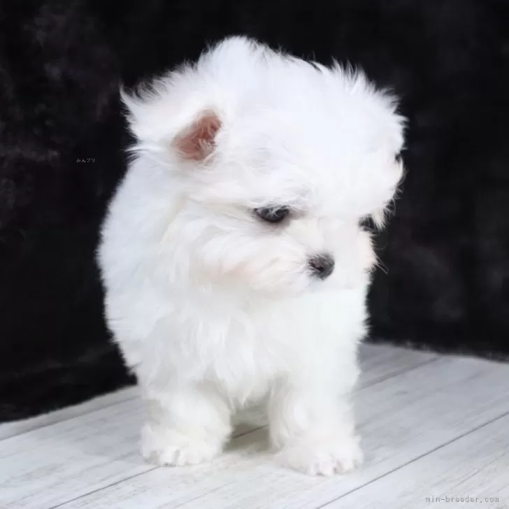 ID:2506-05734の子犬
