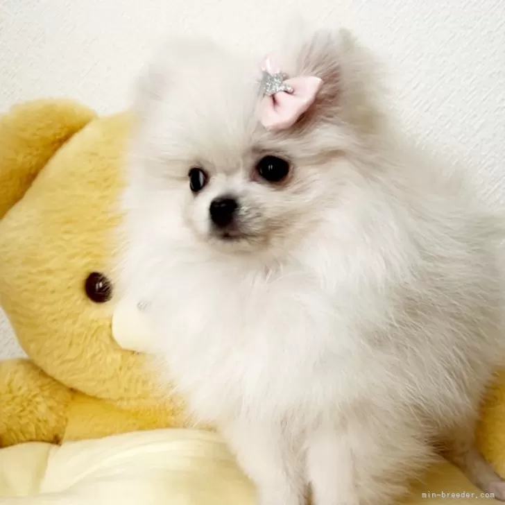 ID：2502-05279の子犬