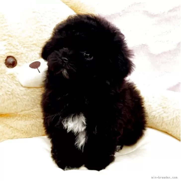 ID:2503-02381の子犬
