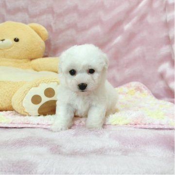 ビションフリーゼ【京都府・女の子・2025年9月16日・ホワイト】の写真「可愛いんだけど🥰」