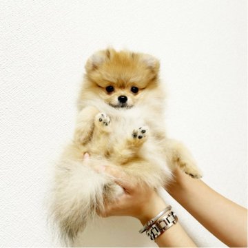 ポメラニアン【京都府・男の子・2025年5月20日・オレンジ】の写真「ベビーフェイスの男の子です💕」