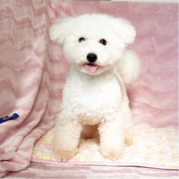 ビションフリーゼ【京都府・男の子・2024年8月11日・ホワイト】の写真「小ぶりかな？と思います♪」