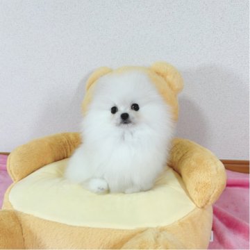 ポメチワ(ポメラニアン×チワワ)【京都府・女の子・2025年9月8日・ホワイト】の写真「ふわふわの女の子」
