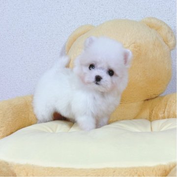 ポメマル(マルチーズ×ポメラニアン)【京都府・女の子・2025年9月18日・クリーム】の写真「小さなマルポメちゃんです❣️」