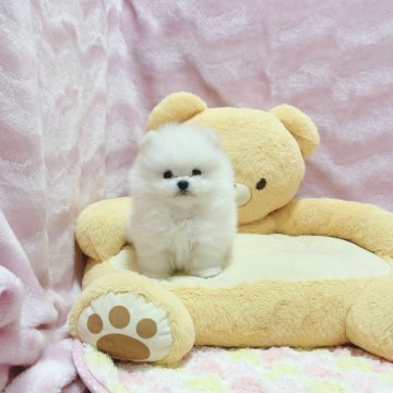 ポメチワ(ポメラニアン×チワワ)【京都府・女の子・2025年9月8日・ホワイト】の写真「ふわふわの女の子」