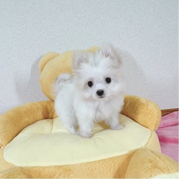 ポメマル(マルチーズ×ポメラニアン)【京都府・男の子・2025年9月18日・クリーム】の写真「気落ちのしない明るい性格」