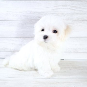 マルチーズ【京都府・男の子・2025年6月24日・ホワイト】の写真「京都府マルチーズブリーダーお客様評価1位🌟」
