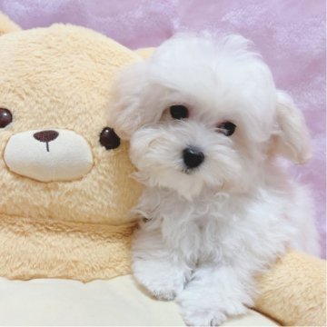 マルプー(マルチーズ×トイプードル)【京都府・女の子・2025年7月1日・クリーム】の写真「可愛い女の子です💕」