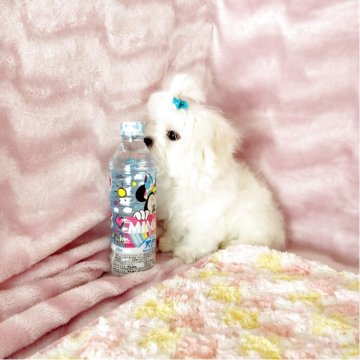 マルチーズ【京都府・男の子・2024年12月22日・ホワイト】の写真「可愛いおでこちゃんです」