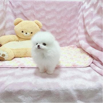 ポメラニアン【京都府・男の子・2025年8月22日・ホワイト】の写真「童顔です🥰」