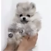 ポメラニアン