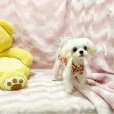 マルチーズ