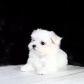マルチーズ