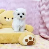 マルチーズ