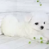 マルチーズ