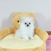 ポメチワ(ポメラニアン×チワワ)