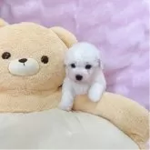 ビションフリーゼ