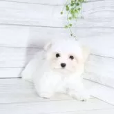 マルチーズ