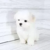 マルチーズ