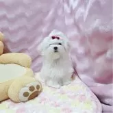 マルチーズ