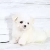 マルチーズ