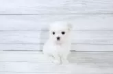 マルチーズ【京都府・女の子・2025年9月4日・ホワイト】の写真6