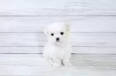 マルチーズ【京都府・女の子・2025年9月4日・ホワイト】の写真7