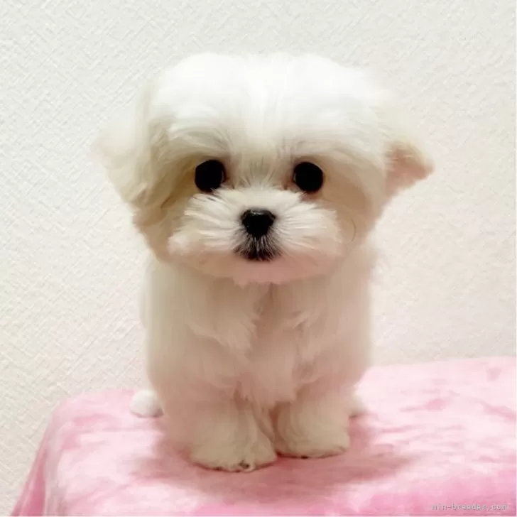 ID:2403-05160の子犬