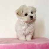マルプー(マルチーズ×トイプードル)【京都府・男の子・2024年2月9日・クリーム】の写真2