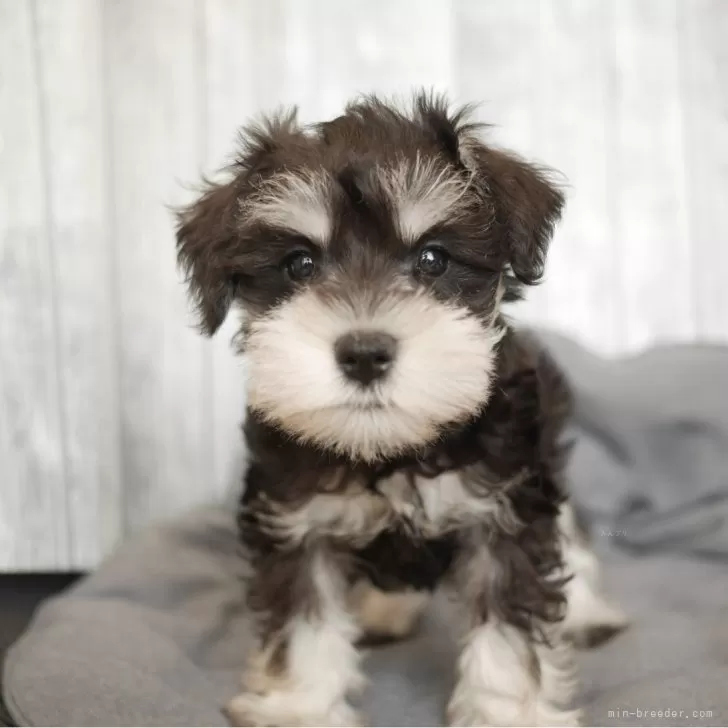 ID：2504-07455の子犬