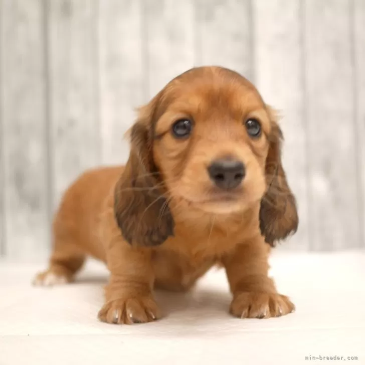 ID:2411-05920の子犬